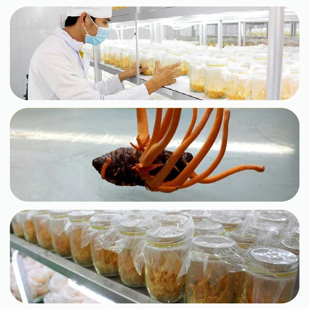 Đông trùng hạ thảo Toro sấy thăng hoa 10g tốt sinh lý miễn dịch