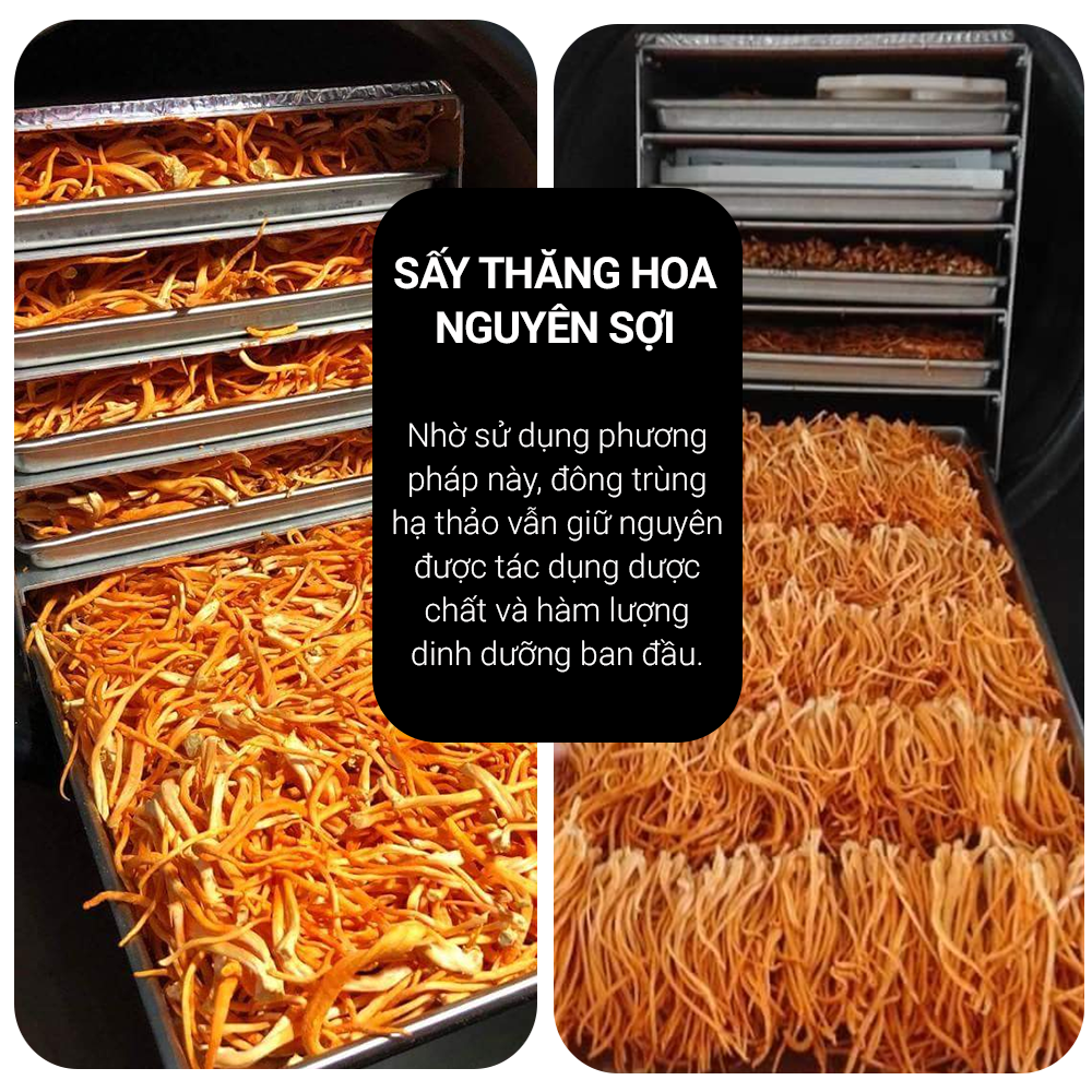 Đông trùng hạ thảo Toro sấy thăng hoa 10g tốt sinh lý miễn dịch