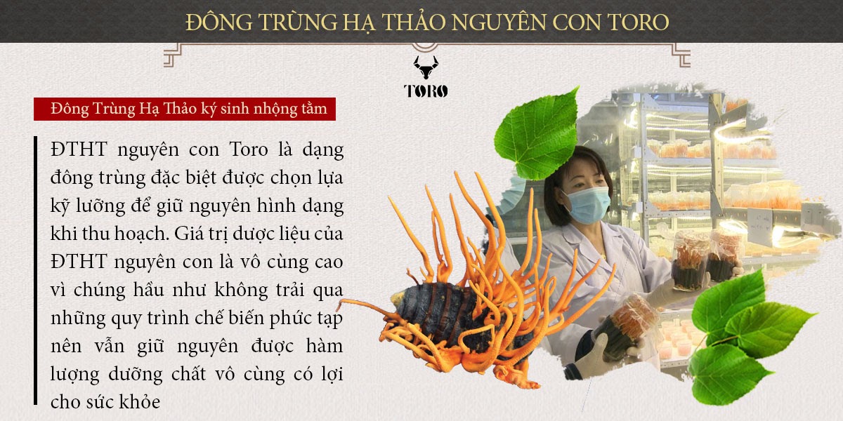 Đông trùng hạ thảo nguyên con 5g cao cấp bồi bổ tăng sinh lực