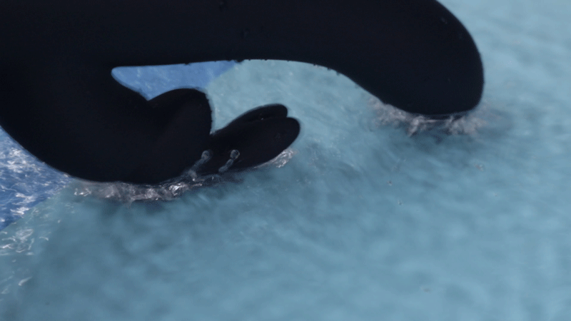 Máy rung tai thỏ Fifty Shades Darker Oh My kích thích điểm G