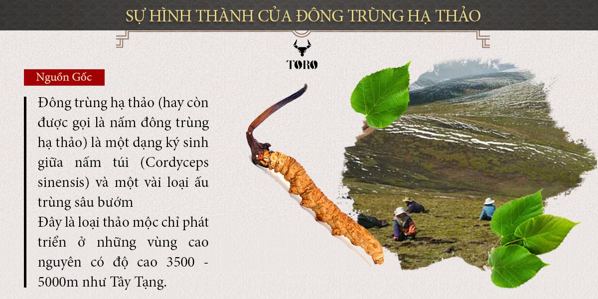 Bỏ sỉ Đông trùng hạ thảo cao cấp nguyên con - Tăng cường sinh lý bồi bổ cơ thể - 5g hàng mới về Bỏ sỉ Đông trùng hạ thảo cao cấp nguyên con - Tăng cường sinh lý bồi bổ cơ thể - 5g hàng mới về